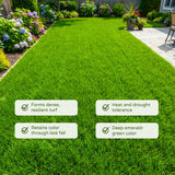 Set 20000 Zoysia Grass Seeds, Zoysia Grass Seed for Lawn, Soft Fine Ground Cover for Landscape, Yard and Walkway