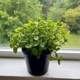 Fragrant Mint Plant Live, 4-6 Inches, Culinary Mint Herb for Indoor Outdoor Gardens (Chocolate Mint)