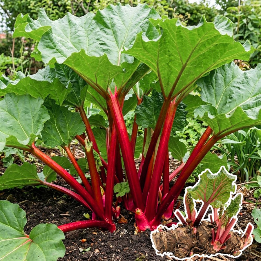 5 Rhubarb Roots for Planting, Medium Size Crown Rhubarb Rhizomes, Perennial Vegetable Plants, Cold-Hardy, Outdoor Garden