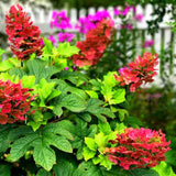 Ruby Hydrangea Plant Live, 4 Inch Pot, 6–12" Tall Cold Hardy Hydrangea Shrub