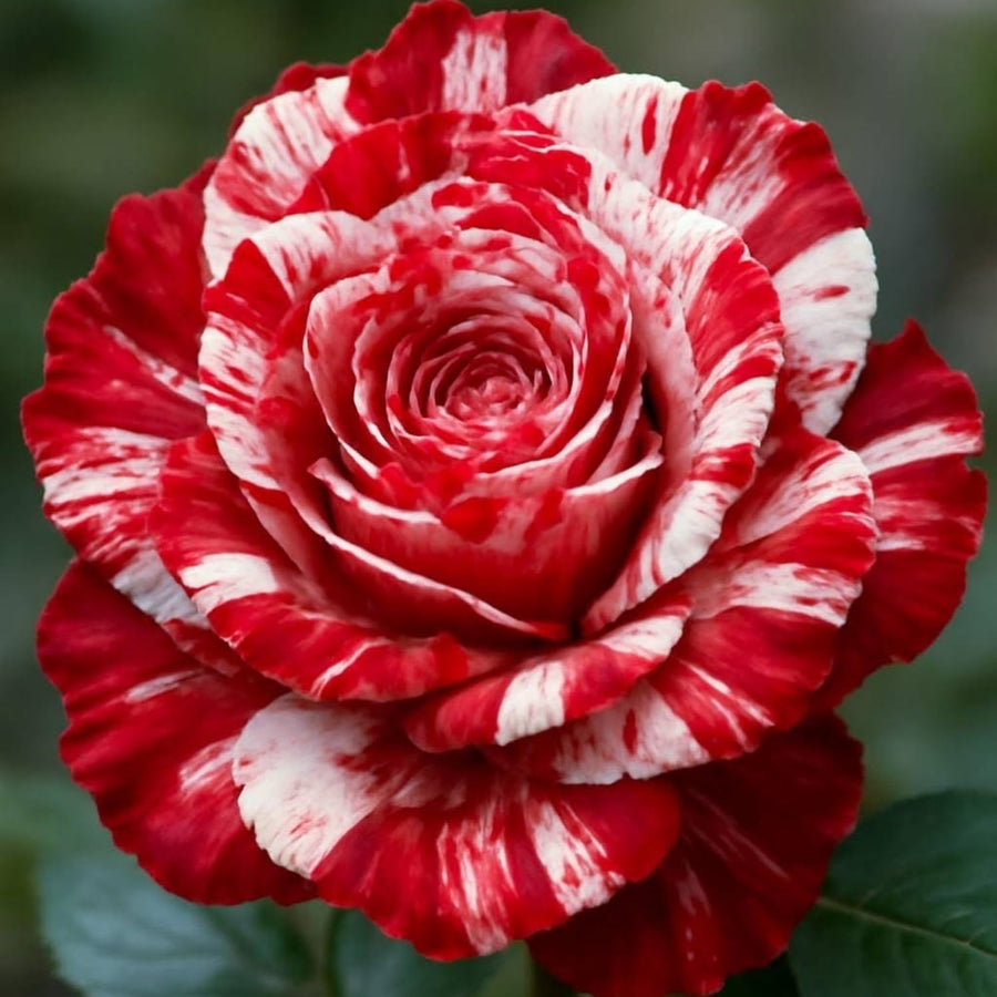 Mini Rose Bush, Miniature Rose Flowers in 3'' Pot, Compact Flowering Rose for Indoor Outdoor Gardens and Containers (Red Pink Roses)