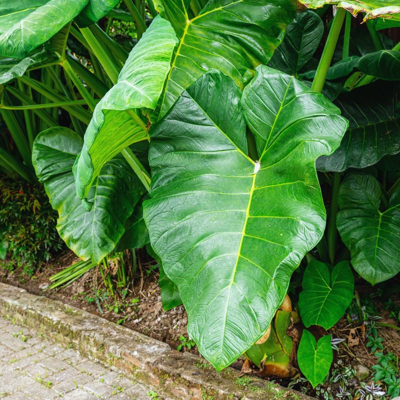 2 Alocasia Live Plants, Live Alocasia Plants Indoor, 3 to 5 Inches, Colocasia Plant, Elephant Ear Esculenta Taro Colocasia Plant House Plant (Giant Green)