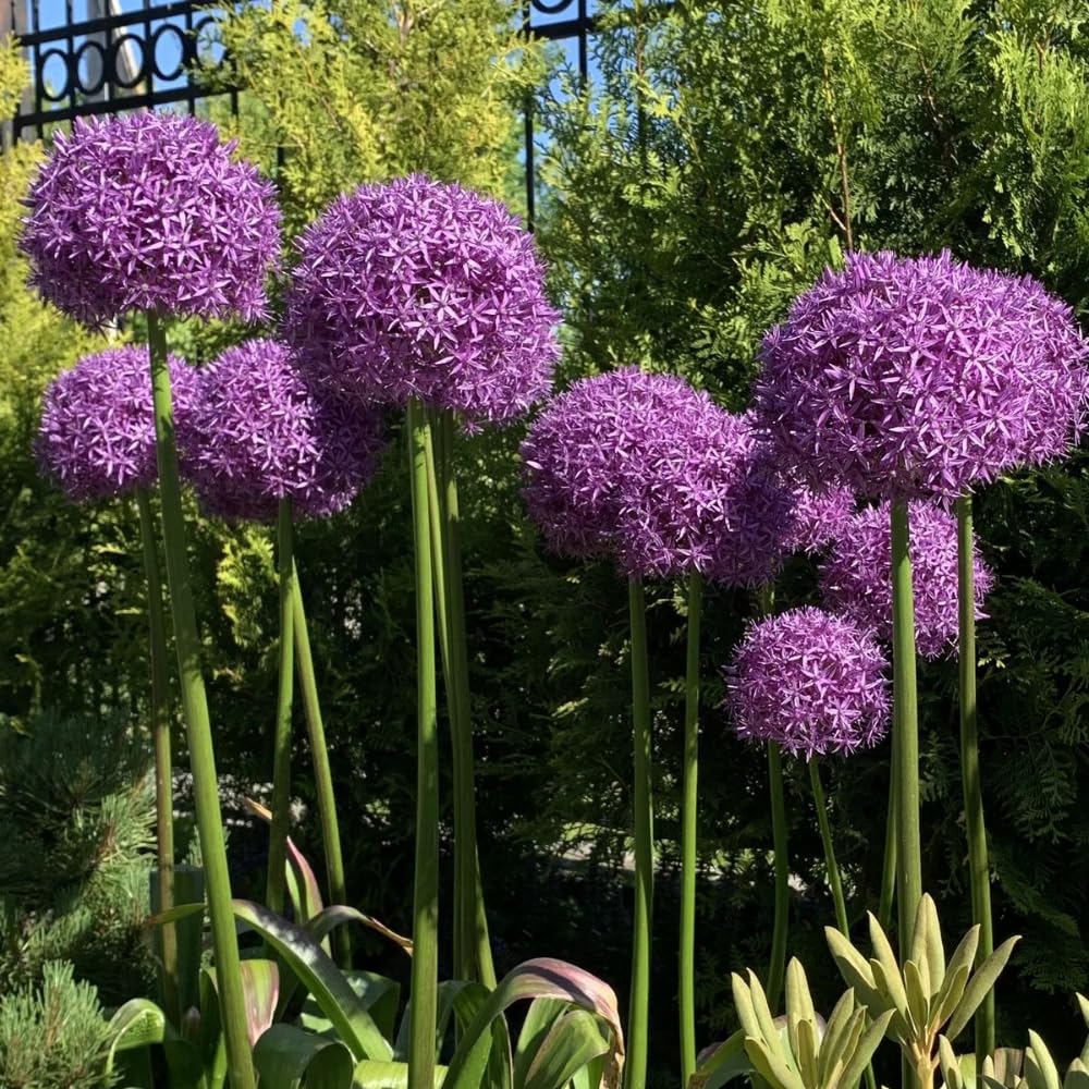 3 Purple Allium Bulbs for Planting - Large Bulbs, Ornamental Onion Allium Flower Bulb, Spring Blooming Garden Flowers, Outdoor Landscaping Plants