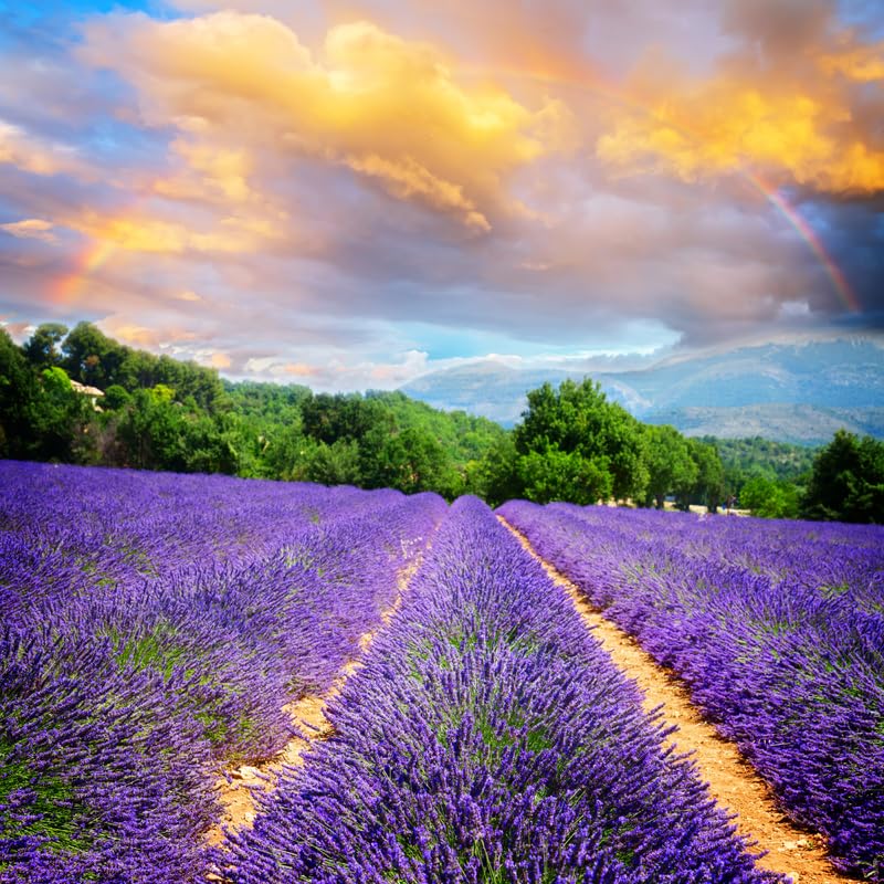 2 Lavender Plants Live Outdoor, Live Lavender Plant, 3 Inches Pot, Fragrant Perennial Herb Gardening Outdoor Indoor