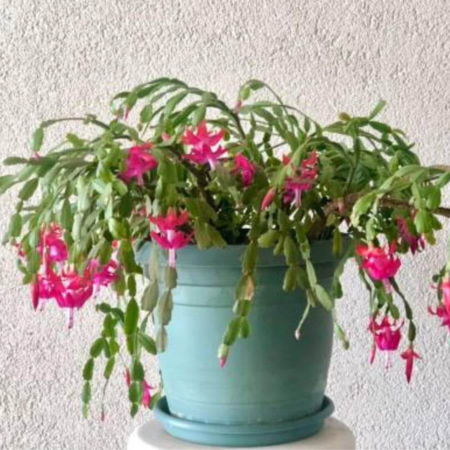Pink Thanksgiving Cactus in 4" Pot for Spring Planting, Indoor Outdoor Home Decor