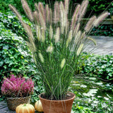 1 Hameln Dwarf Fountain Grass Plant Live for Planting, Dwarf Grass Perennial Garden 4 Inch Pot