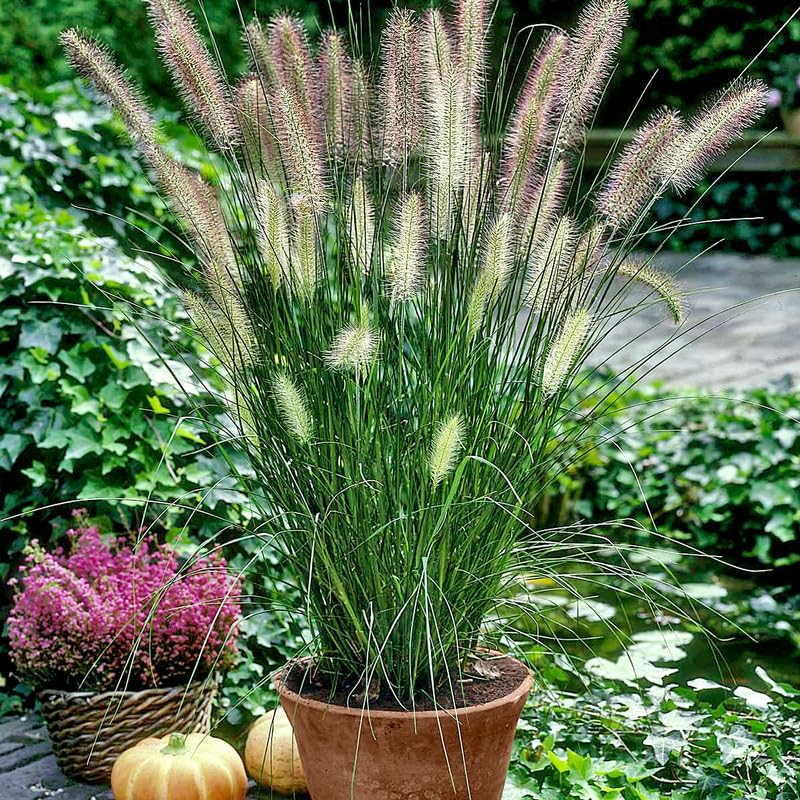 1 Hameln Dwarf Fountain Grass Plant Live for Planting, Dwarf Grass Perennial Garden 4 Inch Pot