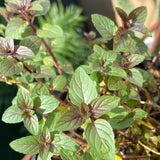 Fresh Chocolate Mint Live Plant in 3.5 Inch Pot, Mint Herb Live Plant for Indoor Outdoor Growing, Spring Planting