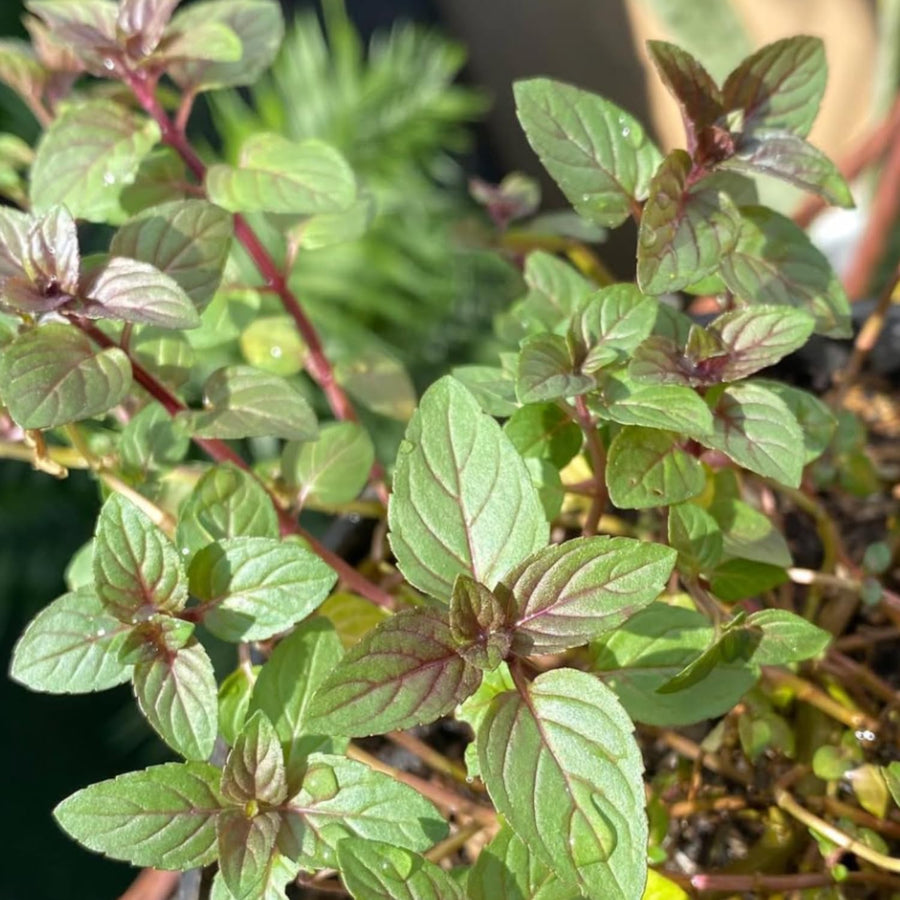 Fresh Chocolate Mint Live Plant in 3.5 Inch Pot, Mint Herb Live Plant for Indoor Outdoor Growing, Spring Planting