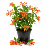 Orange Honeysuckle Plant Live 4-8 Inches, Vibrant Honeysuckle Climbing Plant in 4" Pot, Outdoor Garden Planting