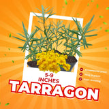 2 Tarragon Plants Live Ready to Grow, 4-9 Inch Tall, Tarragon Mint Well Rooted Plug, Perennial Tarragon