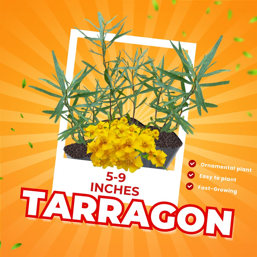 2 Tarragon Plants Live Ready to Grow, 4-9 Inch Tall, Tarragon Mint Well Rooted Plug, Perennial Tarragon
