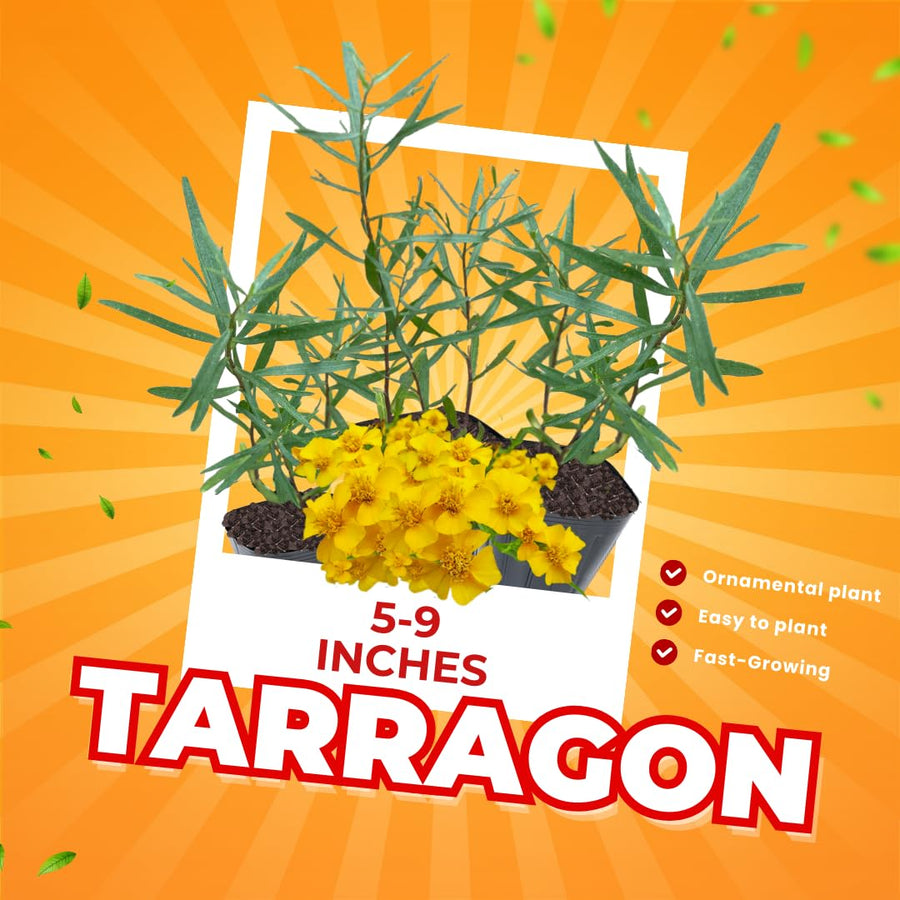 2 Tarragon Plants Live Ready to Grow, 4-9 Inch Tall, Tarragon Mint Well Rooted Plug, Perennial Tarragon