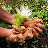 Set 10 Turmeric Root, Fresh Yellow Turmeric Roots, Curcuma Longa Ginger Roots for Planting or Culinary, Suited for Zones 8 to 11