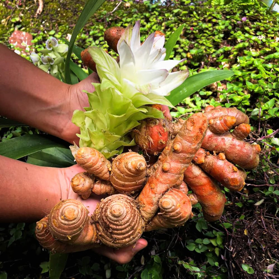 Set 10 Turmeric Root, Fresh Yellow Turmeric Roots, Curcuma Longa Ginger Roots for Planting or Culinary, Suited for Zones 8 to 11