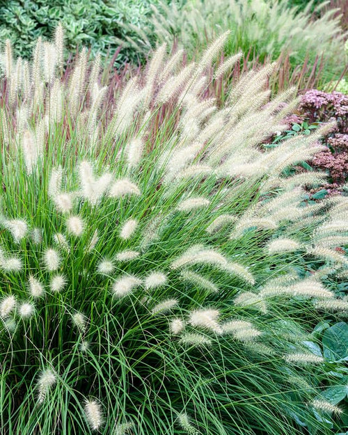 1 Hameln Dwarf Fountain Grass Plant Live for Planting, Dwarf Grass Perennial Garden 4 Inch Pot