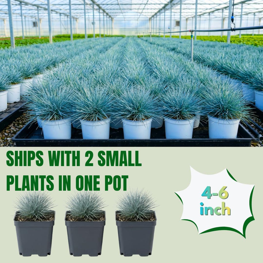 Set 2 Fescue Grass Plants Live, Ornamental Grasses Live Plants Perennial, No Pot, Live Grass Plant for Planting, 5-9" in Tall