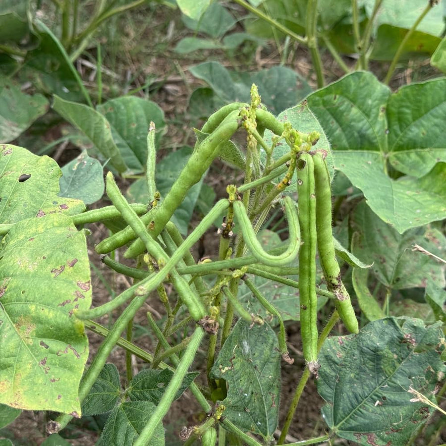 Green Bean Plant Live, Bean Live Plant, 4-6 Inches Tall in 4" Pot, Starter Plant for Vegetable Garden