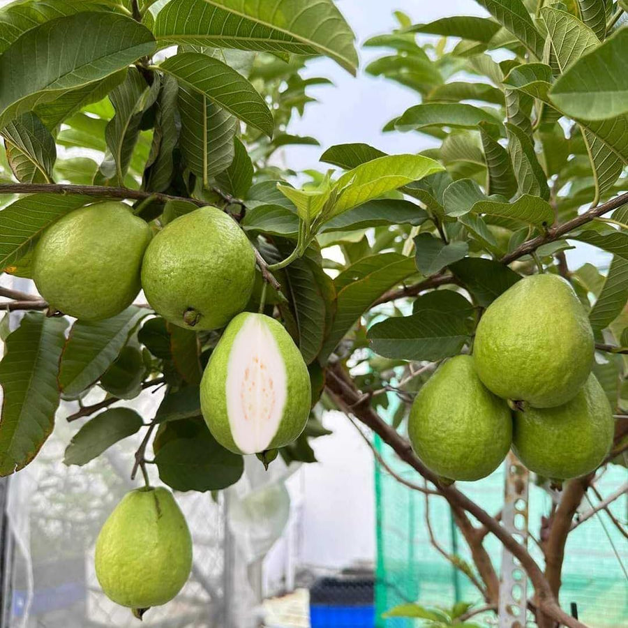 White Guava Tree Plant, Live Guava Tree for Planting, Guava Tree Live Plant 6-9 Inc in Tall in 4 Inc Pot