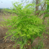 Moringa Seeds, 20 Count, Moringa Oleifera Plant Seeds, Fast Growing Herbal Plant, Seeds for Home Garden Outdoor