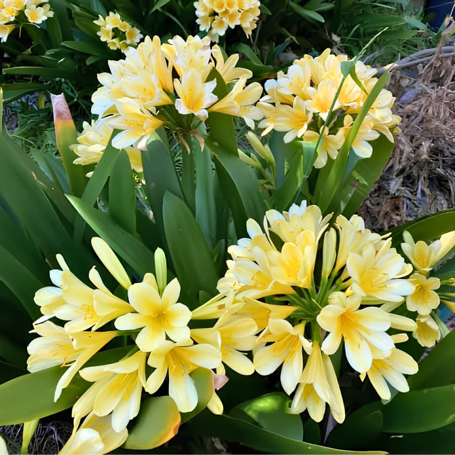 Yellow Clivia Plant Live, Clivia Flower Plant, 6-8 Inches Tall in 6 Inches Pot, Bush Lily Plant for Outdoor Garden