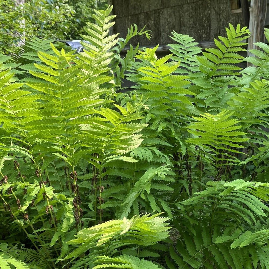 5 Lady Fern Rhizomes Plant, Fern Roots for Planting, Hardy Perennial Shade Garden Flowers