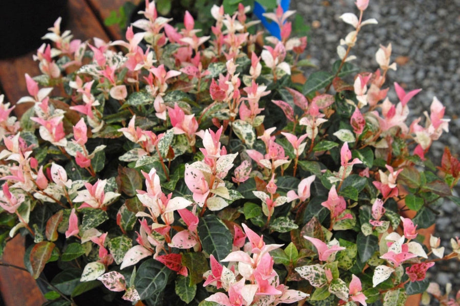 2 Pink White Jasmine Plants Live, Blooming Jasmine Live Plants from 3 Inches Tall, Live Snow Jasmine Plants Well Rooted