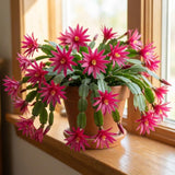 Pink Easter Cactus Plant Live, Vibrant Blooming Cactus, 6'' Tall in 4 Inches Pot, Holiday Cactus, Flowering Succulent for Indoor Outdoor Planting