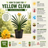 Yellow Clivia Plant Live, Clivia Flowering Houseplant in 6 Inch Pot, Perennial Flowering Plant for Containers, Patios, and Indoors