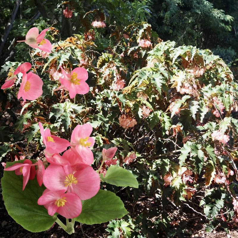 Angel Wing Begonia Live Plant, Polka Dot Begonia Maculata Plants, 4-7" Starter Indoor Outdoor Houseplant Décor, Air-Purifying and Easy Care, Vibrant Pink Flowering Begonia