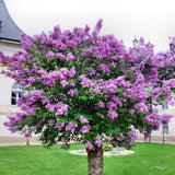 1 Purple Lilac Tree Live Plant, Reblooming Lilac Plant Live for Planting Indoor Outdoors 14-20 Inch Tall, Fully Rooted in Soil, Come in Pot