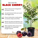 Set 2 Black Cherry Trees Live Plant, Sweet Cherry Plant Live, Wild Black Cherry Tree Plant from 1 Feet Tall