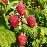 Southern Raspberry Plant Live for Planting, 18-26 Inch Tall, Red Raspberry Bushes Live Plant Potted, Sweet Raspberry Fruit Tree