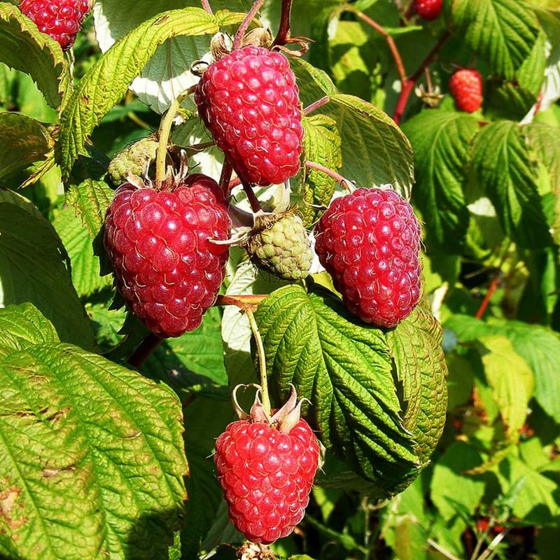 Southern Raspberry Plant Live for Planting, 18-26 Inch Tall, Red Raspberry Bushes Live Plant Potted, Sweet Raspberry Fruit Tree