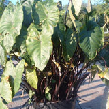 Combo 4 Mixed Colocasia Plants Live, Elephant Ear Caladium Esculenta Colocasia Plants, Pink, Red, Black Stems or Leaf, 4 to 8 Inc Tall