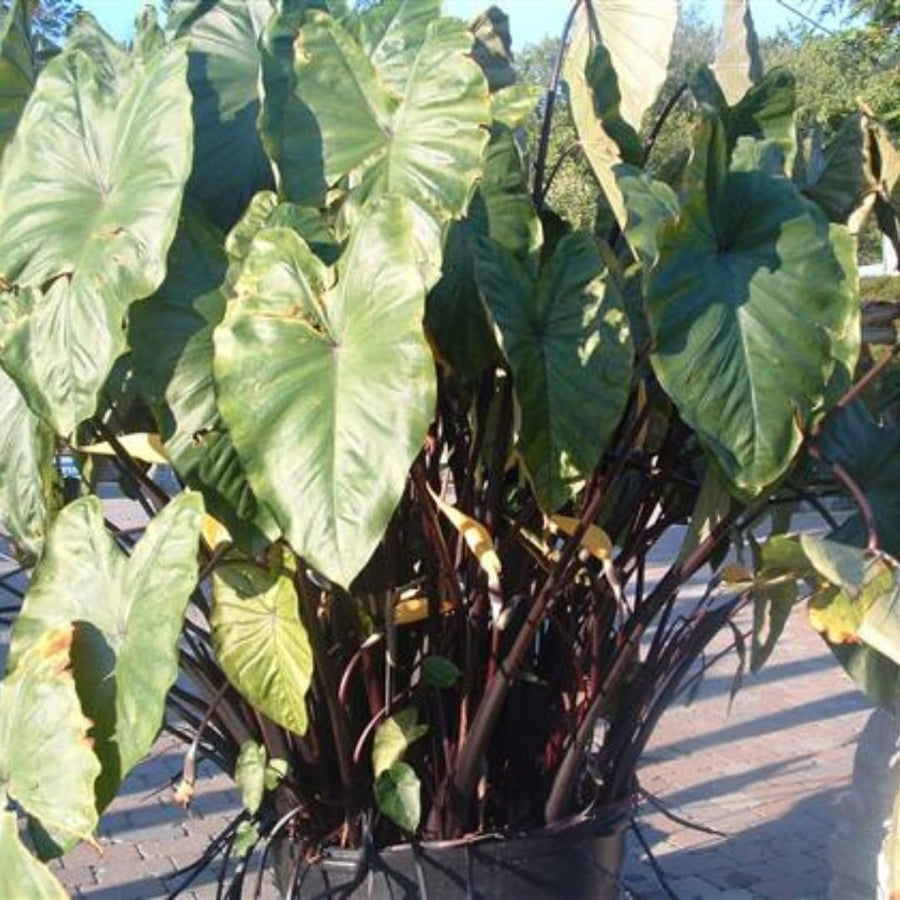 Combo 4 Mixed Colocasia Plants Live, Elephant Ear Caladium Esculenta Colocasia Plants, Pink, Red, Black Stems or Leaf, 4 to 8 Inc Tall