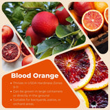 Live Blood Orange Tree Plant, Sweet Red Orange Fruit Tree, 3 Feet Tall, Ready for Growing