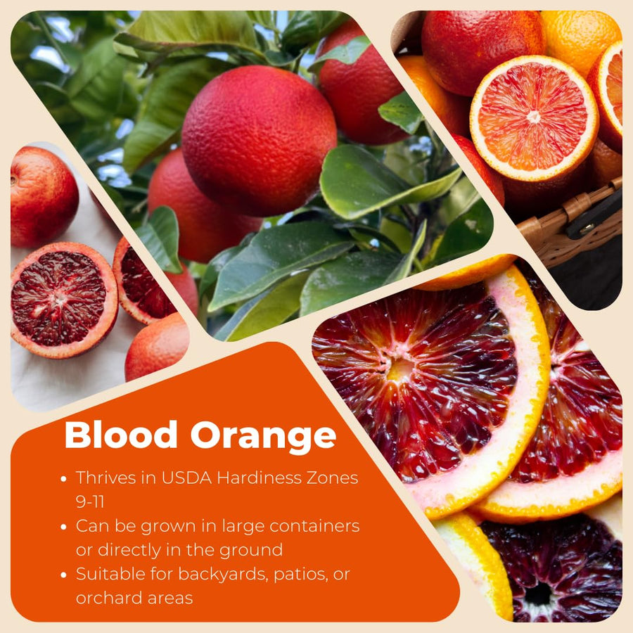 Live Blood Orange Tree Plant, Sweet Red Orange Fruit Tree, 3 Feet Tall, Ready for Growing