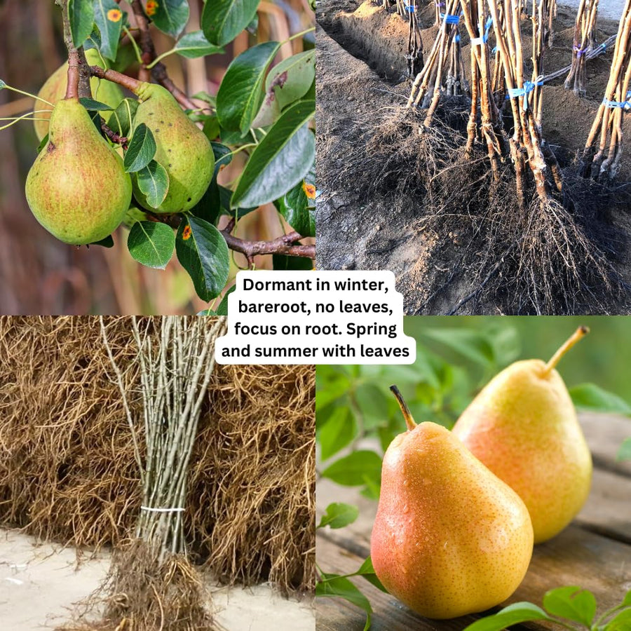 Pear Tree Live Plant 2-3 Feet Tall, Bareroot, Pear Fruit Tree Plant Live, Pear Plant Live for Planting, Live Pear Tree Ready to Grow