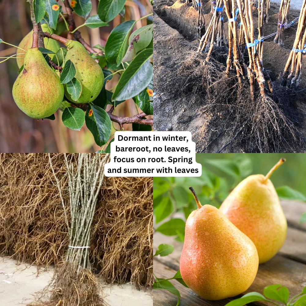 Pear Tree Live Plant 2 to 3 Feet Height, Bareroot, Pear Fruit Tree Plant Live, Pear Plant Live for Planting, Live Pear Tree