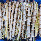 Set 5 Cassava Yuca Plants Cuttings, Sweet Yuca Plants Live, 6 to 8 Inc Tall, Sweet Manihot Root Unrooted