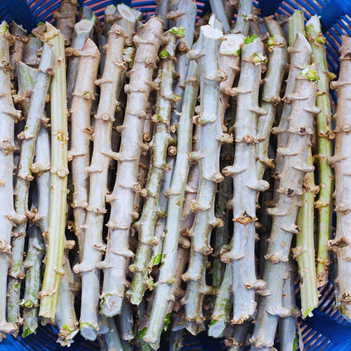 Set 5 Cassava Yuca Plants Cuttings, Sweet Yuca Plants Live, 6 to 8 Inc Tall, Sweet Manihot Root Unrooted