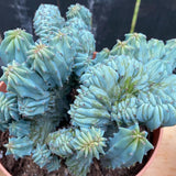 Blue Candle Curly Cactus Live Plant in 4" Pot, Rare Blue Cactus Succulent for Home Decor Outdoor Indoor Growing