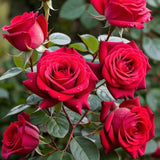 TANKDA Mini Rose Bush, Miniature Rose Flowers in 3'' Pot, Compact Flowering Rose for Indoor Outdoor Gardens and Containers (Red Roses)