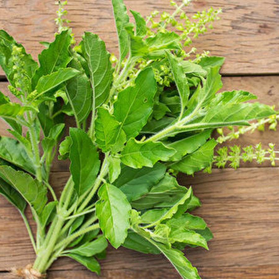 6 Holy Basil Plant Live for Indoors, Tulsi Plant Live, 3 to 5 Inc in Height Garden Outdoor