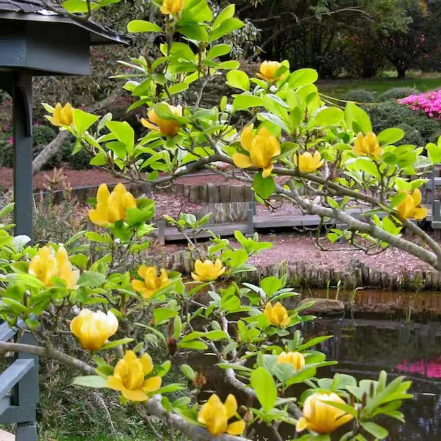 Yellow Magnolia Tree Live Plant in 2.5 Inches Pot, Dormant in Winter, 6-12 Inches in Tall, Ornamental Spring Flowering Tree, Outdoor