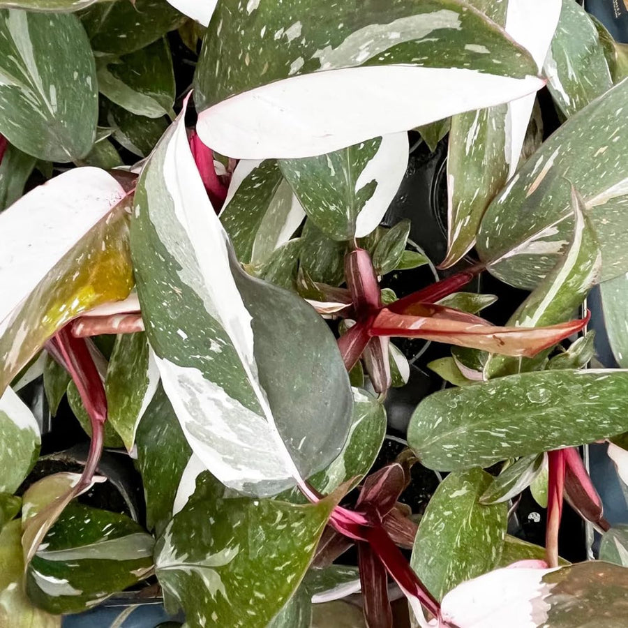 Red Variegated Philodendron Plant in 4'' Pot, Rare Philodendron Tropical Houseplant, Easy Care Indoor Plant