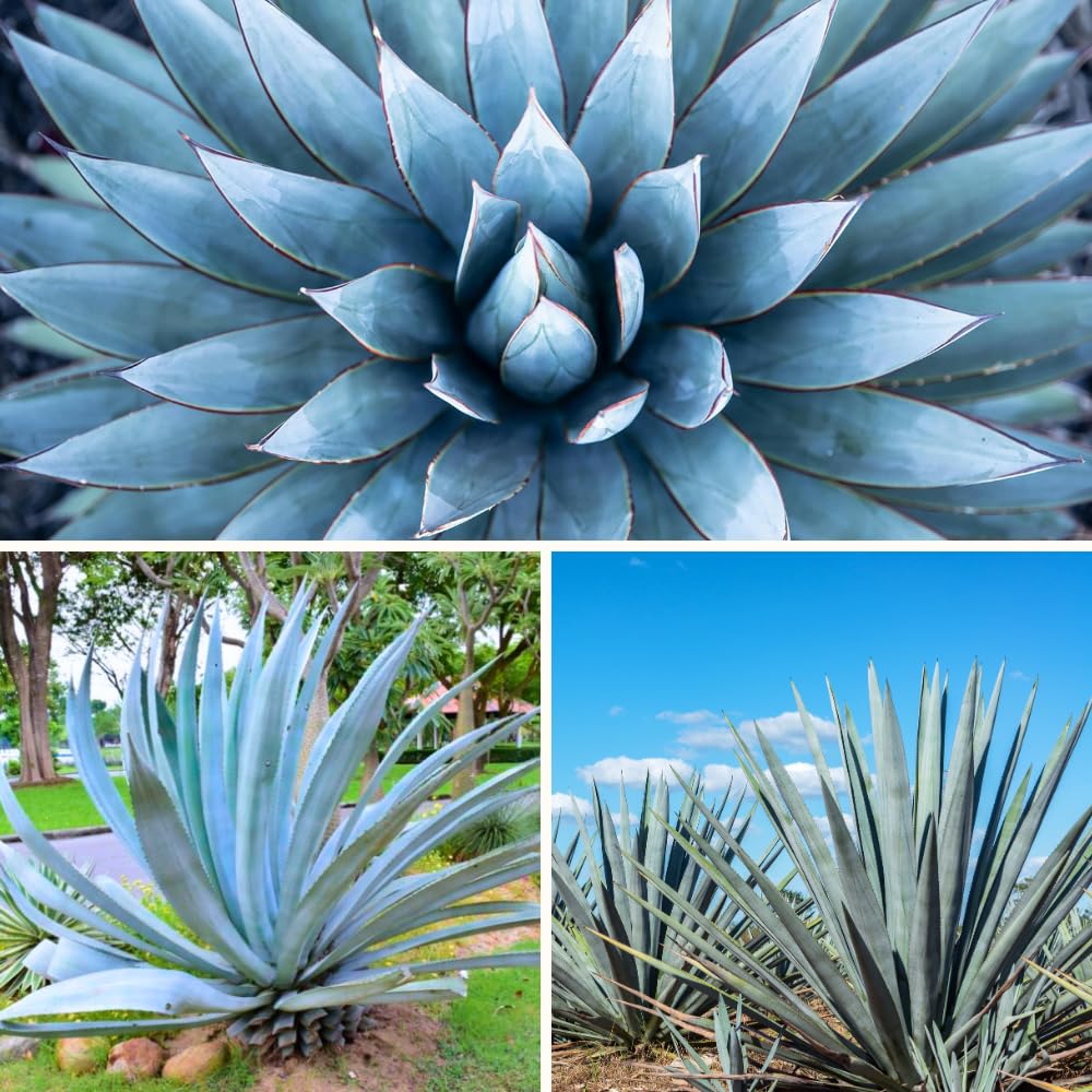 Pack 4 Agave Plants Live, Blue Agave Century Plant, 3 to 5 Inches Tall, Hardy Succulent Plant for Indoor Outdoor Growing