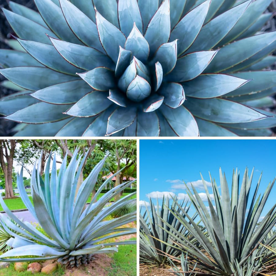 Pack 4 Agave Plants Live, Blue Agave Century Plant, 3 to 5 Inches Tall, Hardy Succulent Plant for Indoor Outdoor Growing