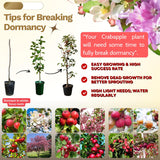 2 Dolgo Crabapple Plants Live, Crabapple Trees Live Plants for Planting 1.5 to 2 Feet Height, White Flowering Crabapple Live Plant